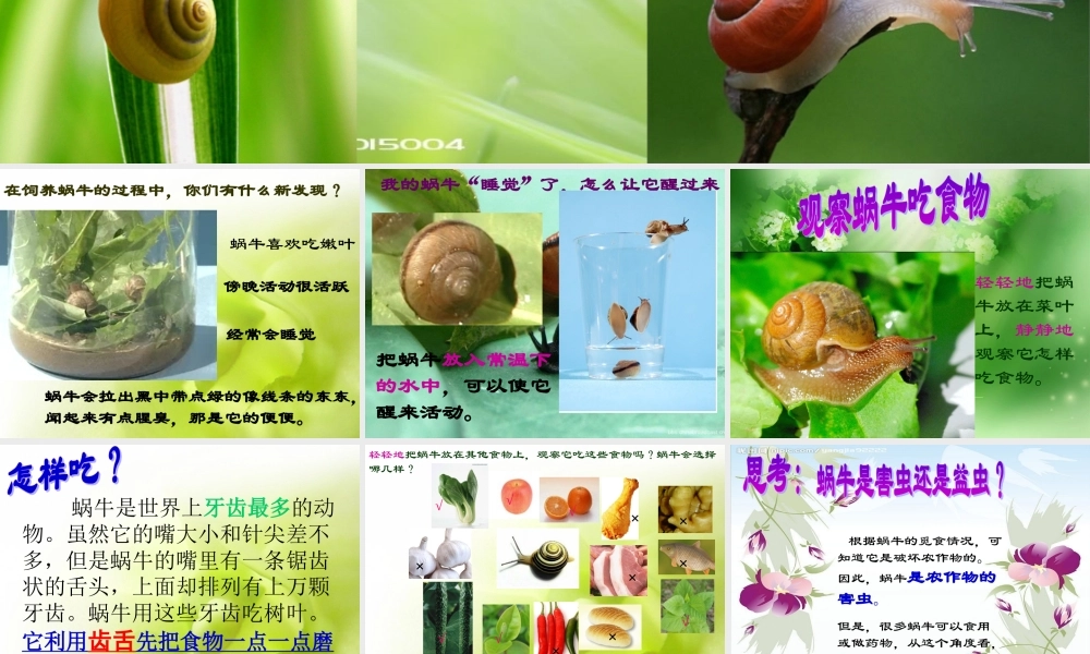 教科小学科学三上《2.3、蜗牛（二）》PPT课件(8)【加微信公众号 jiaoxuewuyou 九折优惠 qq 1119139686】.ppt