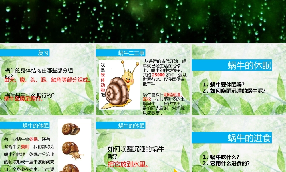 教科小学科学三上《2.3、蜗牛（二）》PPT课件(1)【加微信公众号 jiaoxuewuyou 九折优惠 qq 1119139686】.pptx