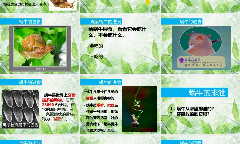 教科小学科学三上《2.3、蜗牛（二）》PPT课件(1)【加微信公众号 jiaoxuewuyou 九折优惠 qq 1119139686】.pptx