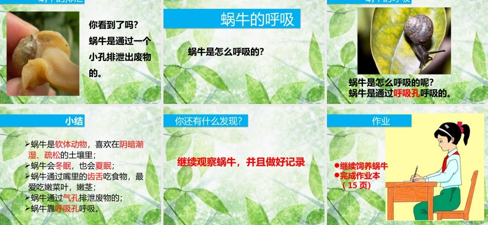 教科小学科学三上《2.3、蜗牛（二）》PPT课件(1)【加微信公众号 jiaoxuewuyou 九折优惠 qq 1119139686】.pptx