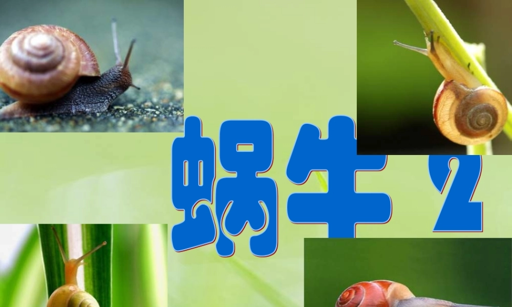 教科小学科学三上《2.3、蜗牛（二）》PPT课件(11)【加微信公众号 jiaoxuewuyou 九折优惠 qq 1119139686】.ppt