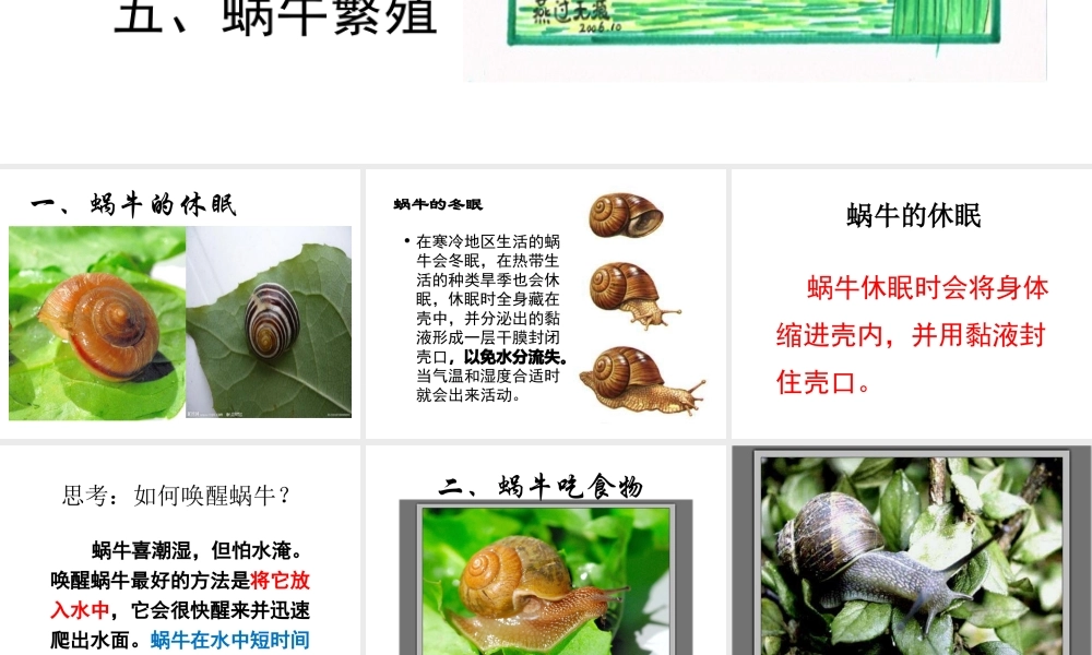 教科小学科学三上《2.3、蜗牛（二）》PPT课件(2)【加微信公众号 jiaoxuewuyou 九折优惠 qq 1119139686】.ppt