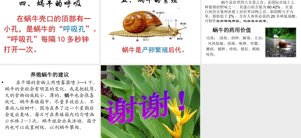 教科小学科学三上《2.3、蜗牛（二）》PPT课件(2)【加微信公众号 jiaoxuewuyou 九折优惠 qq 1119139686】.ppt