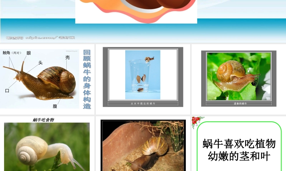 教科小学科学三上《2.3、蜗牛（二）》PPT课件(9)【加微信公众号 jiaoxuewuyou 九折优惠 qq 1119139686】.ppt