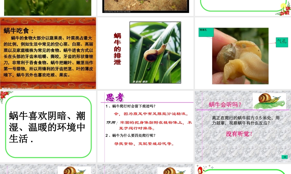 教科小学科学三上《2.3、蜗牛（二）》PPT课件(9)【加微信公众号 jiaoxuewuyou 九折优惠 qq 1119139686】.ppt