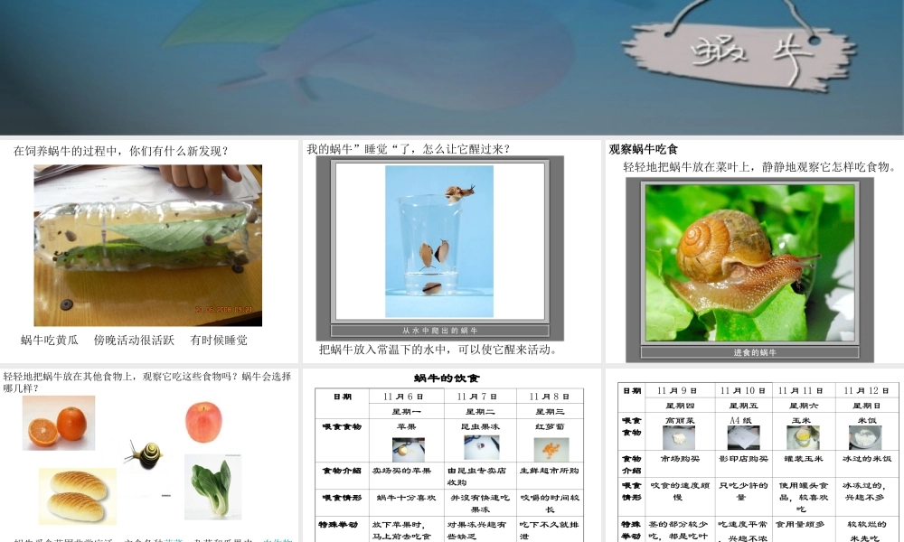 教科小学科学三上《2.3、蜗牛（二）》PPT课件(6)【加微信公众号 jiaoxuewuyou 九折优惠 qq 1119139686】.ppt