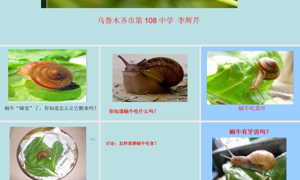 教科小学科学三上《2.3、蜗牛（二）》PPT课件(4)【加微信公众号 jiaoxuewuyou 九折优惠 qq 1119139686】.ppt