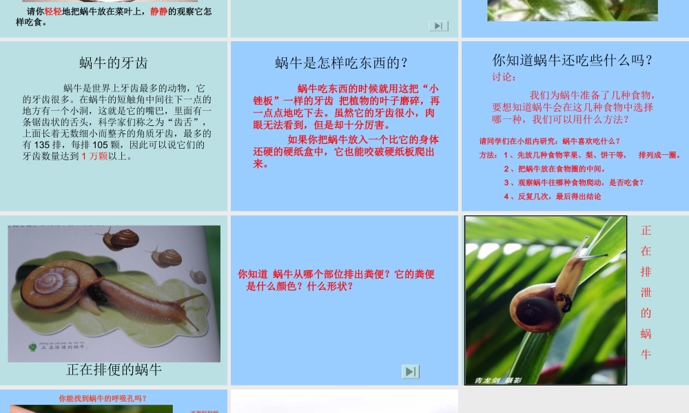 教科小学科学三上《2.3、蜗牛（二）》PPT课件(4)【加微信公众号 jiaoxuewuyou 九折优惠 qq 1119139686】.ppt