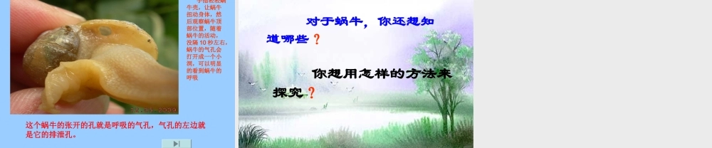 教科小学科学三上《2.3、蜗牛（二）》PPT课件(4)【加微信公众号 jiaoxuewuyou 九折优惠 qq 1119139686】.ppt