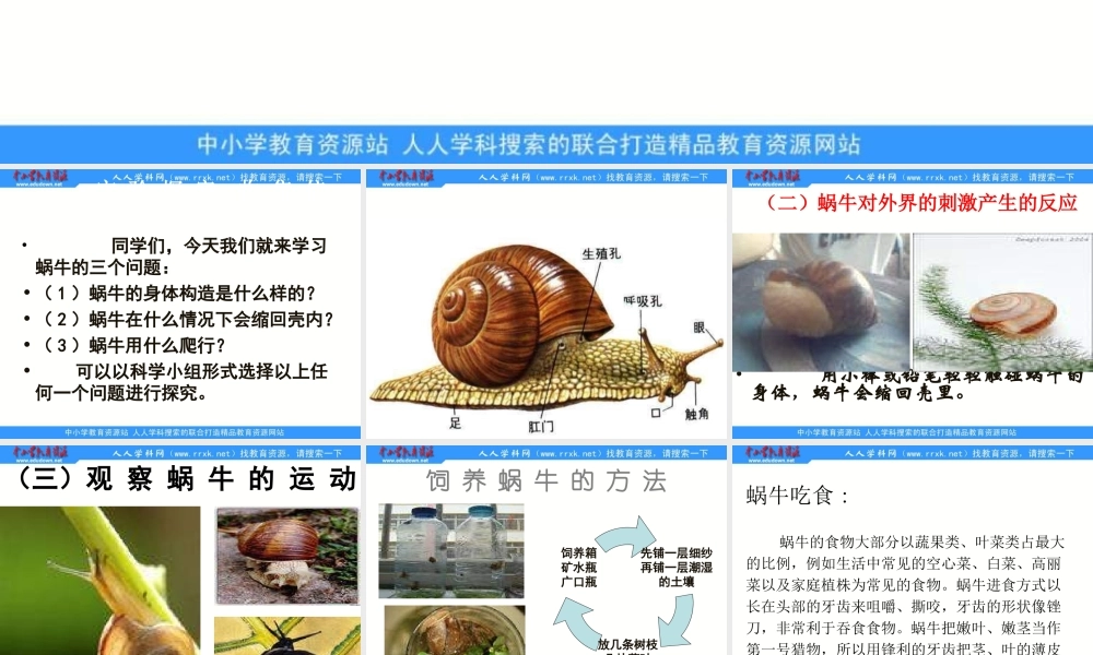 教科小学科学三上《2.3、蜗牛（二）》PPT课件(12)【加微信公众号 jiaoxuewuyou 九折优惠 qq 1119139686】.ppt