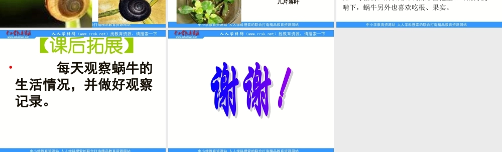 教科小学科学三上《2.3、蜗牛（二）》PPT课件(12)【加微信公众号 jiaoxuewuyou 九折优惠 qq 1119139686】.ppt