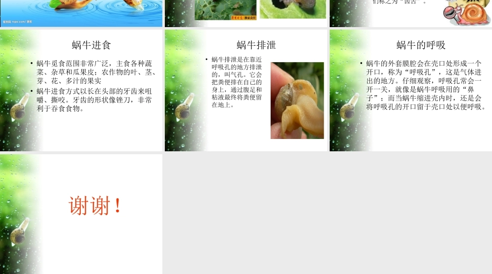 教科小学科学三上《2.3、蜗牛（二）》PPT课件(3)【加微信公众号 jiaoxuewuyou 九折优惠 qq 1119139686】.ppt