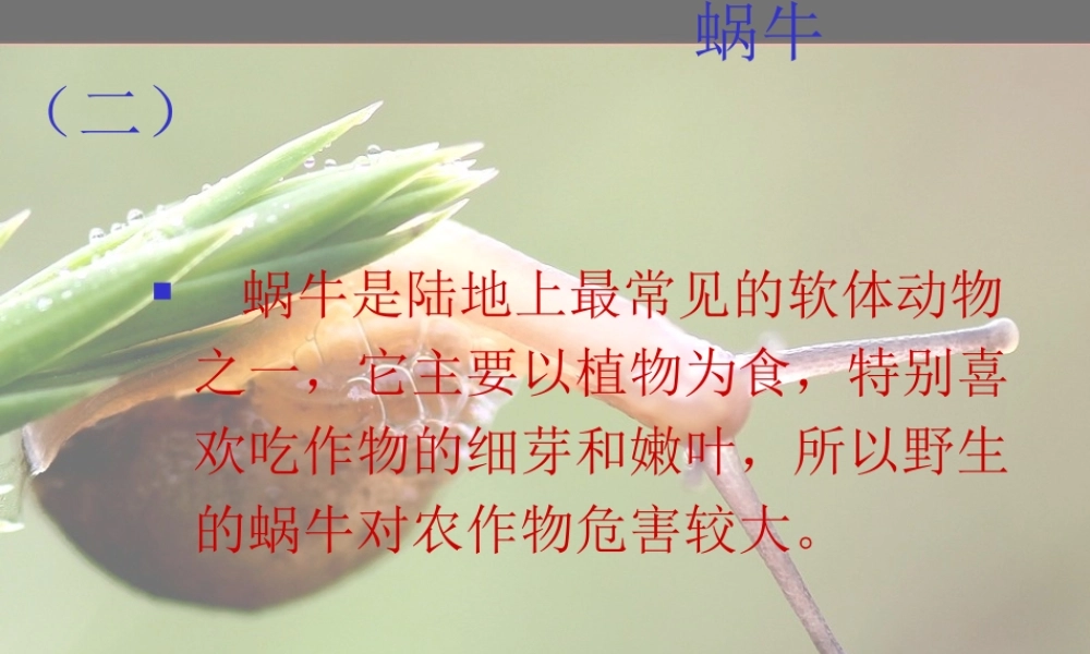 教科小学科学三上《2.3、蜗牛（二）》PPT课件(10)【加微信公众号 jiaoxuewuyou 九折优惠 qq 1119139686】.ppt