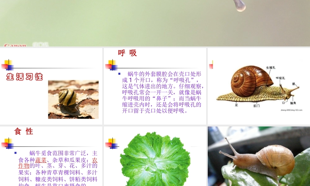 教科小学科学三上《2.3、蜗牛（二）》PPT课件(10)【加微信公众号 jiaoxuewuyou 九折优惠 qq 1119139686】.ppt