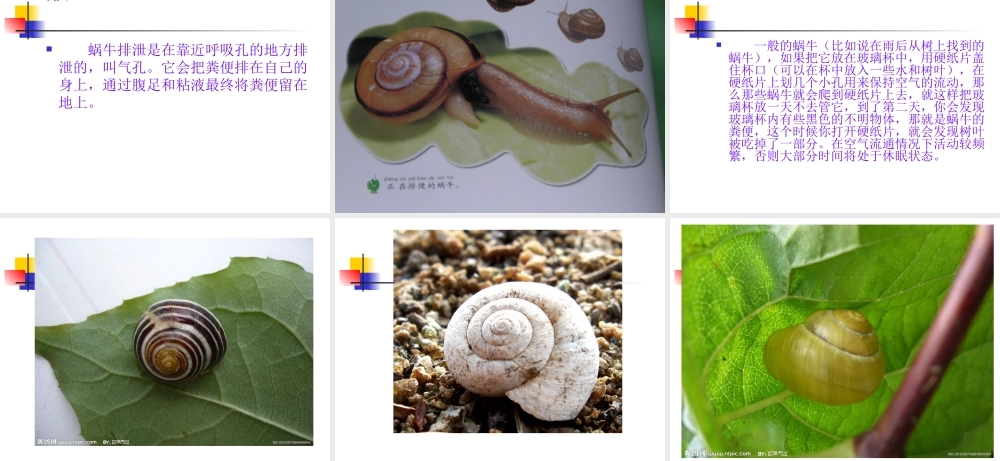 教科小学科学三上《2.3、蜗牛（二）》PPT课件(10)【加微信公众号 jiaoxuewuyou 九折优惠 qq 1119139686】.ppt