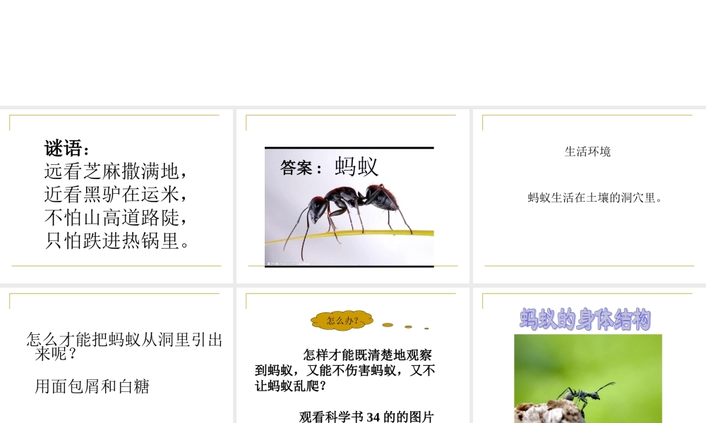 教科小学科学三上《2.5、蚂蚁》PPT课件(6)【加微信公众号 jiaoxuewuyou 九折优惠 qq 1119139686】.ppt