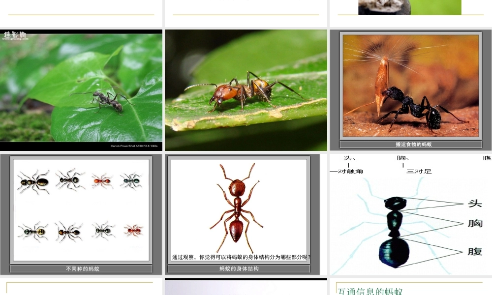 教科小学科学三上《2.5、蚂蚁》PPT课件(6)【加微信公众号 jiaoxuewuyou 九折优惠 qq 1119139686】.ppt