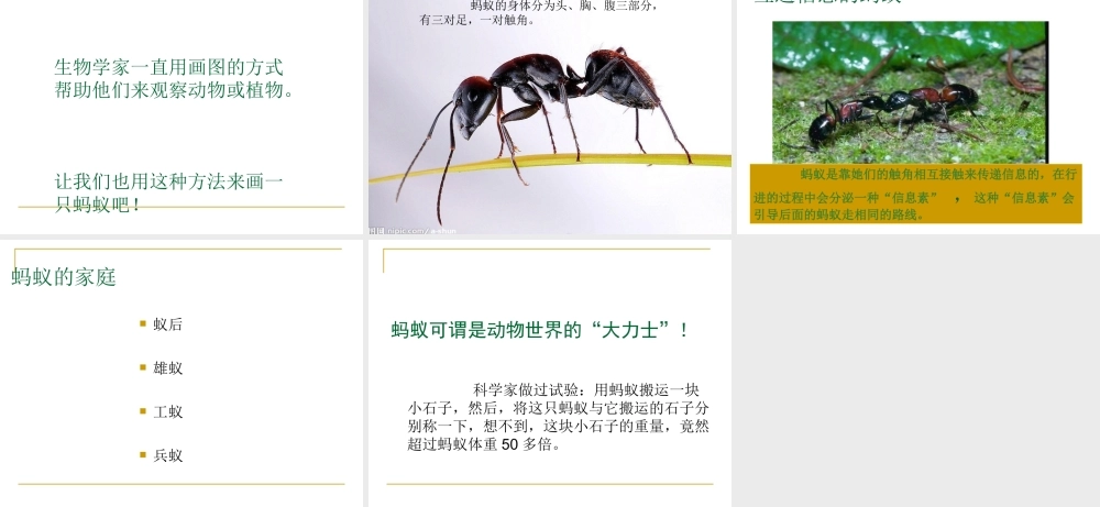 教科小学科学三上《2.5、蚂蚁》PPT课件(6)【加微信公众号 jiaoxuewuyou 九折优惠 qq 1119139686】.ppt