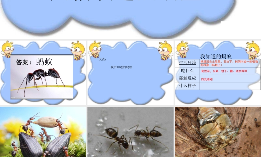 教科小学科学三上《2.5、蚂蚁》PPT课件(8)【加微信公众号 jiaoxuewuyou 九折优惠 qq 1119139686】.ppt