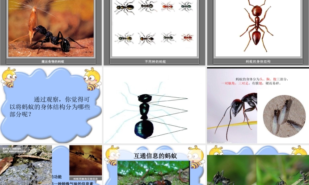 教科小学科学三上《2.5、蚂蚁》PPT课件(8)【加微信公众号 jiaoxuewuyou 九折优惠 qq 1119139686】.ppt