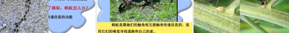 教科小学科学三上《2.5、蚂蚁》PPT课件(8)【加微信公众号 jiaoxuewuyou 九折优惠 qq 1119139686】.ppt