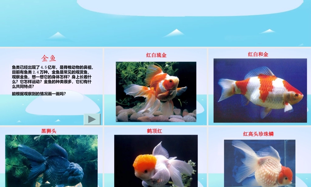 教科小学科学三上《2.6、金鱼》PPT课件(8)【加微信公众号 jiaoxuewuyou 九折优惠 qq 1119139686】.ppt