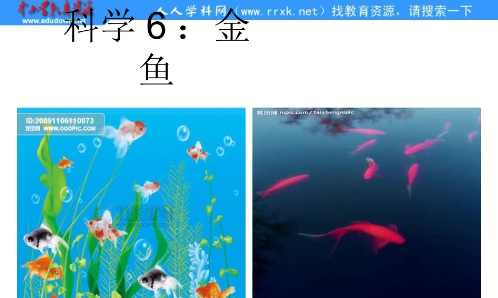 教科小学科学三上《2.6、金鱼》PPT课件(2)【加微信公众号 jiaoxuewuyou 九折优惠 qq 1119139686】.ppt