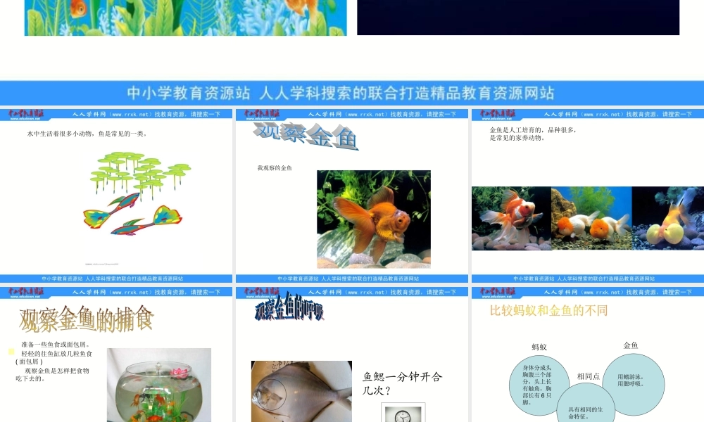 教科小学科学三上《2.6、金鱼》PPT课件(2)【加微信公众号 jiaoxuewuyou 九折优惠 qq 1119139686】.ppt