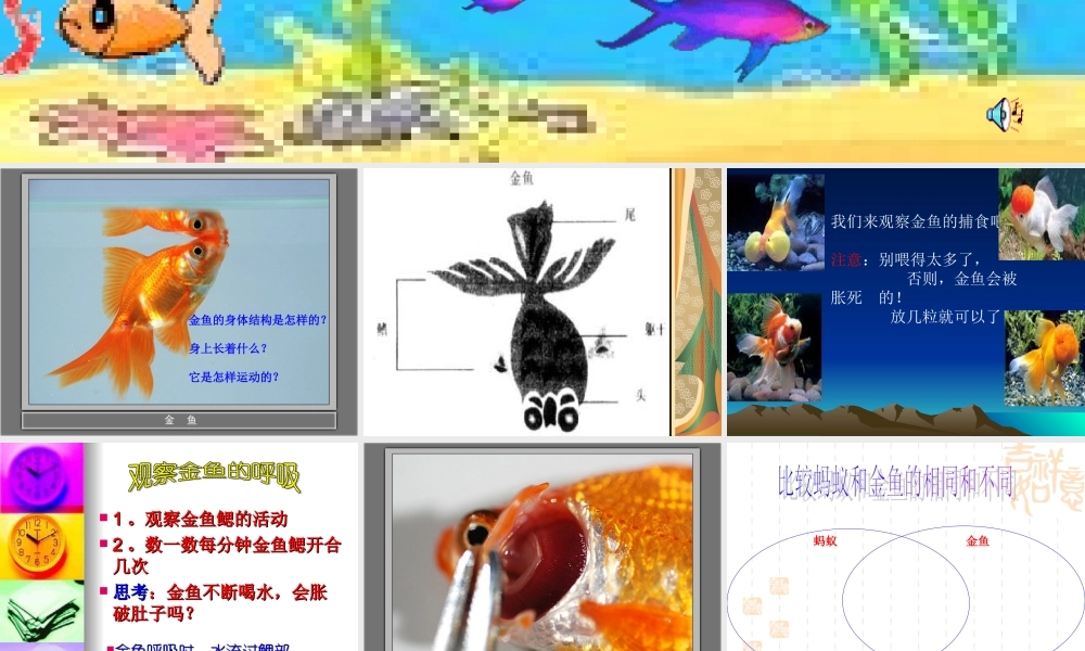 教科小学科学三上《2.6、金鱼》PPT课件(10)【加微信公众号 jiaoxuewuyou 九折优惠 qq 1119139686】.ppt