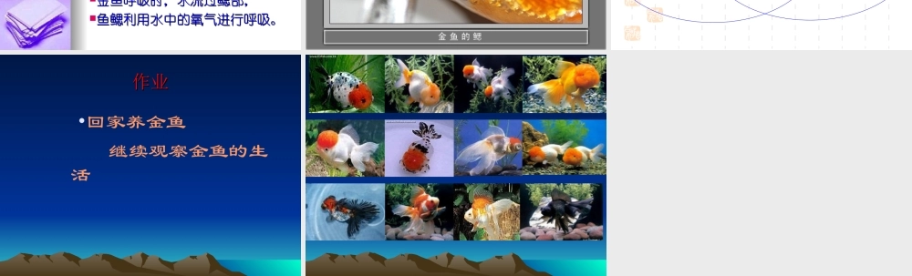 教科小学科学三上《2.6、金鱼》PPT课件(10)【加微信公众号 jiaoxuewuyou 九折优惠 qq 1119139686】.ppt