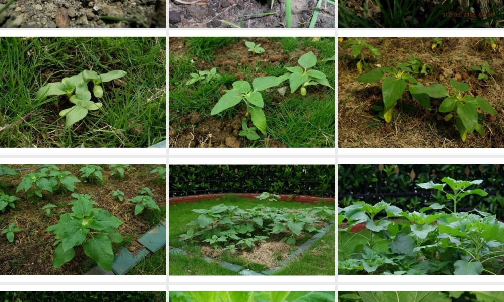 教科小学科学三上《2.7、动物的共同特点》PPT课件(6)【加微信公众号 jiaoxuewuyou 九折优惠 qq 1119139686】.ppt