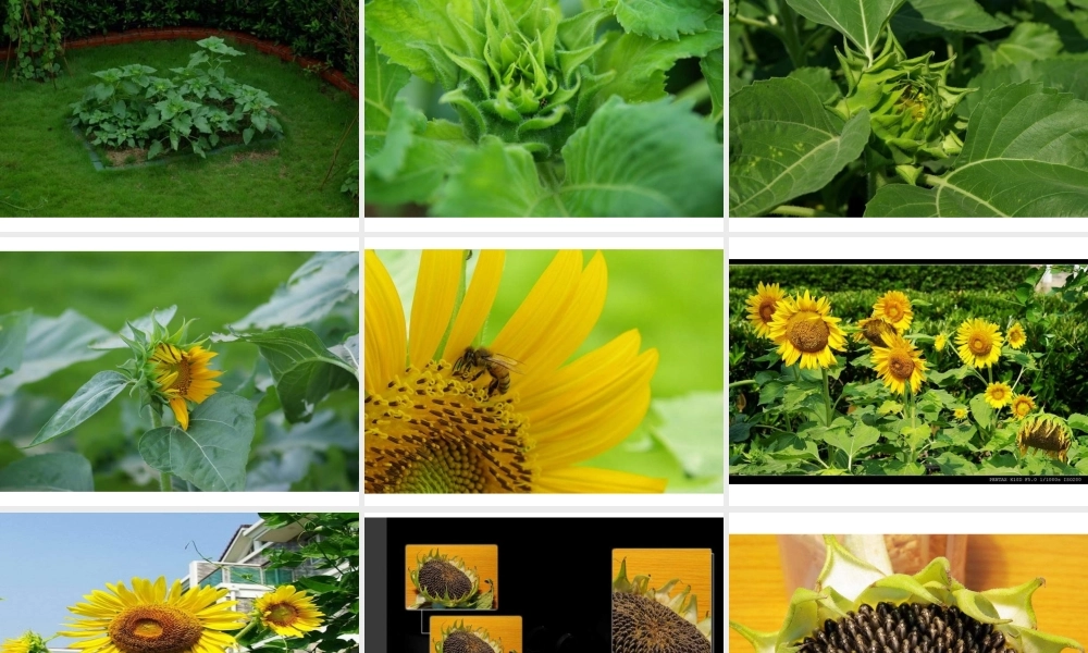 教科小学科学三上《2.7、动物的共同特点》PPT课件(6)【加微信公众号 jiaoxuewuyou 九折优惠 qq 1119139686】.ppt