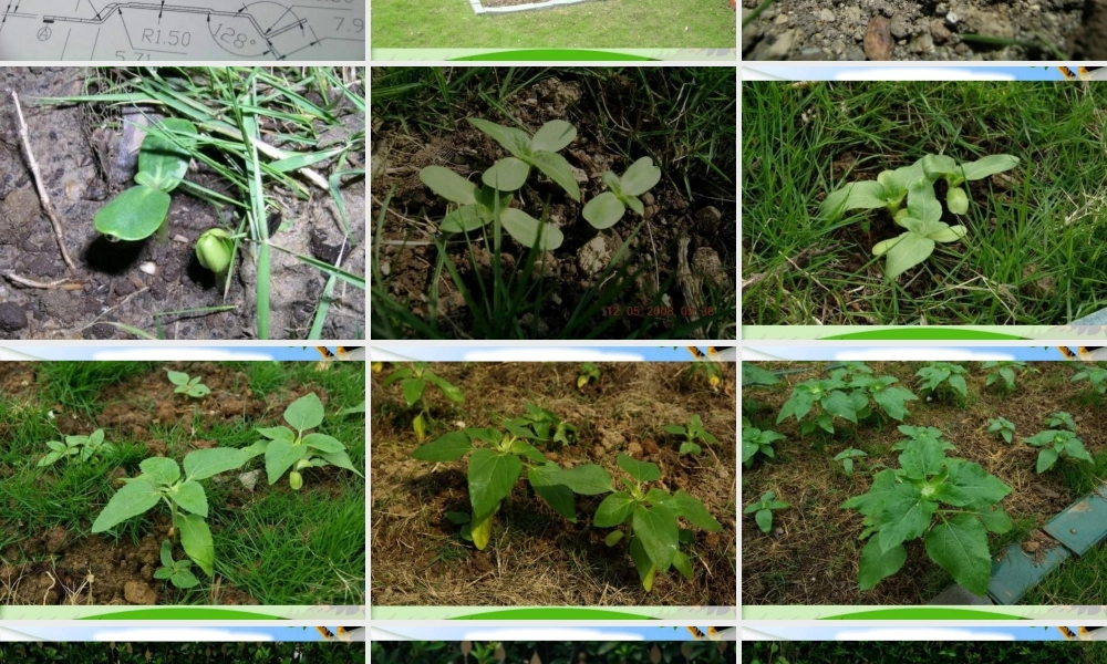 教科小学科学三上《2.7、动物的共同特点》PPT课件(3)【加微信公众号 jiaoxuewuyou 九折优惠 qq 1119139686】.ppt