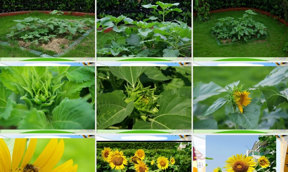 教科小学科学三上《2.7、动物的共同特点》PPT课件(3)【加微信公众号 jiaoxuewuyou 九折优惠 qq 1119139686】.ppt