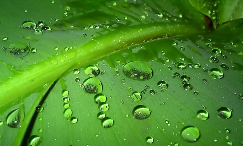 教科小学科学三上《4.3、谁流得更快一些》PPT课件(5)【加微信公众号 jiaoxuewuyou 九折优惠 qq 1119139686】.ppt