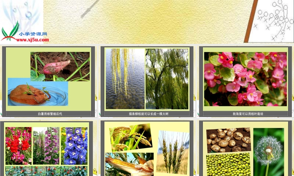 教科小学科学三下《1.2.种植我们的植物》PPT课件(1)【加微信公众号 jiaoxuewuyou 九折优惠 qq 1119139686】.ppt