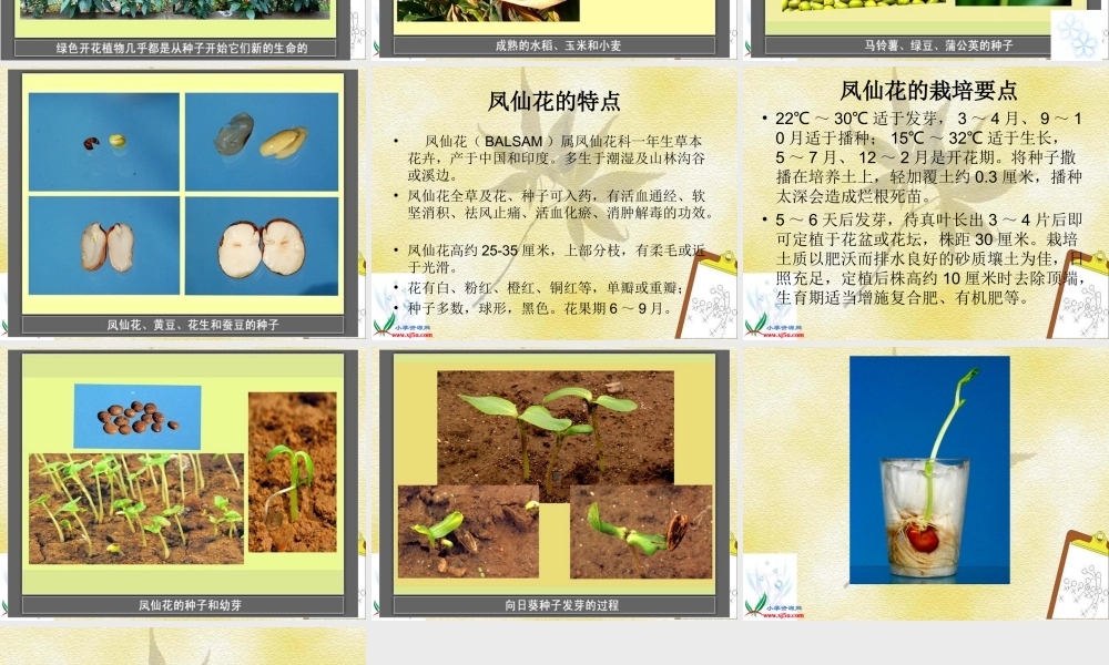 教科小学科学三下《1.2.种植我们的植物》PPT课件(1)【加微信公众号 jiaoxuewuyou 九折优惠 qq 1119139686】.ppt