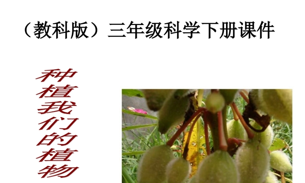 教科小学科学三下《1.2.种植我们的植物》PPT课件(2)【加微信公众号 jiaoxuewuyou 九折优惠 qq 1119139686】.ppt