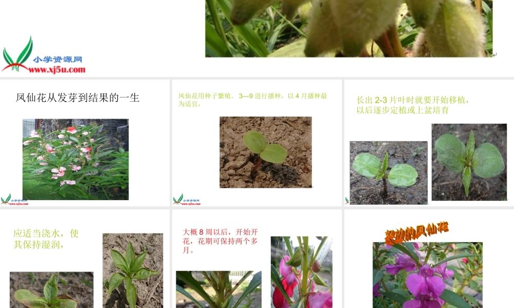 教科小学科学三下《1.2.种植我们的植物》PPT课件(2)【加微信公众号 jiaoxuewuyou 九折优惠 qq 1119139686】.ppt