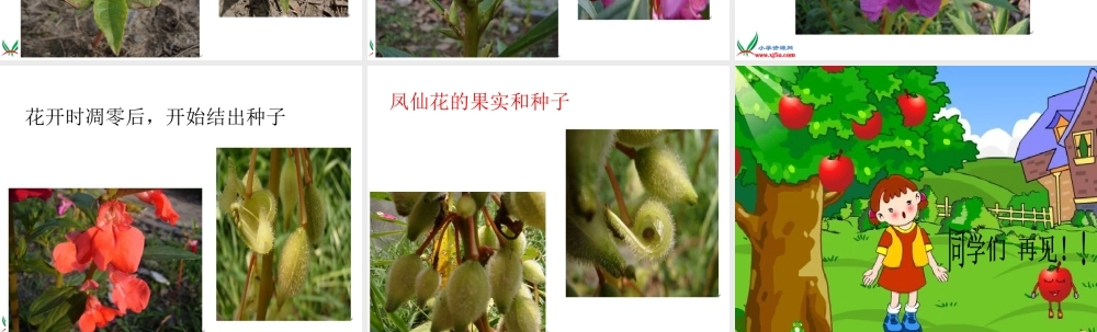 教科小学科学三下《1.2.种植我们的植物》PPT课件(2)【加微信公众号 jiaoxuewuyou 九折优惠 qq 1119139686】.ppt