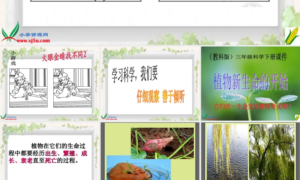 教科小学科学三下《1.1.植物新生命的开始》PPT课件【加微信公众号 jiaoxuewuyou 九折优惠 qq 1119139686】.ppt