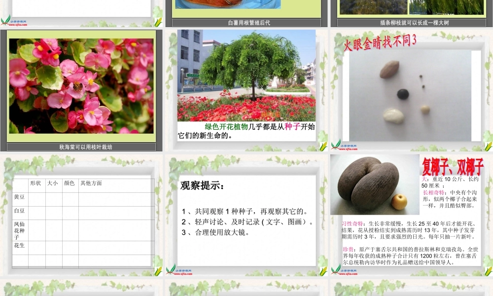 教科小学科学三下《1.1.植物新生命的开始》PPT课件【加微信公众号 jiaoxuewuyou 九折优惠 qq 1119139686】.ppt