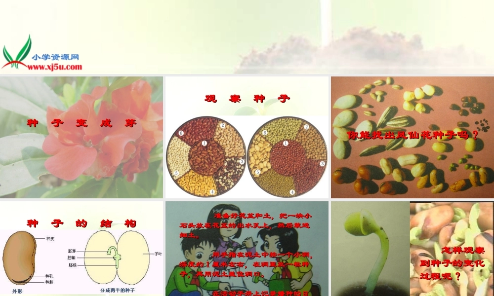 教科小学科学三下《1.4.种子变成了幼苗》PPT课件(6)【加微信公众号 jiaoxuewuyou 九折优惠 qq 1119139686】.ppt