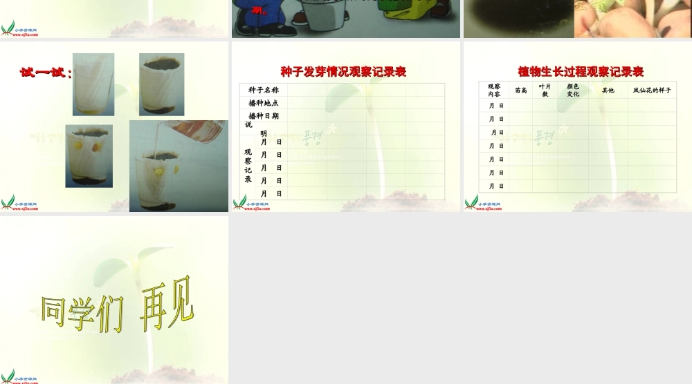 教科小学科学三下《1.4.种子变成了幼苗》PPT课件(6)【加微信公众号 jiaoxuewuyou 九折优惠 qq 1119139686】.ppt