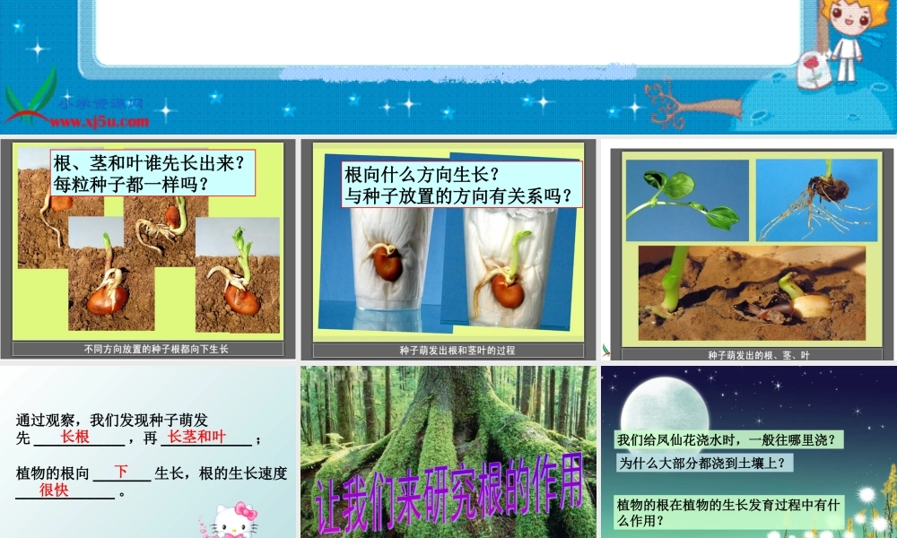 教科小学科学三下《1.3.我们先看到了根》PPT课件(2)【加微信公众号 jiaoxuewuyou 九折优惠 qq 1119139686】.ppt