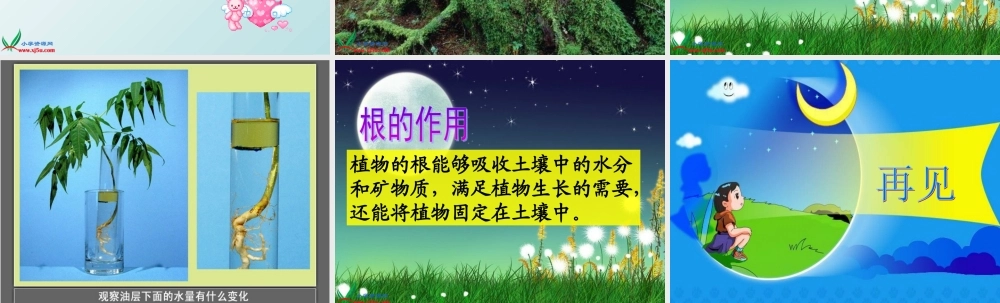 教科小学科学三下《1.3.我们先看到了根》PPT课件(2)【加微信公众号 jiaoxuewuyou 九折优惠 qq 1119139686】.ppt