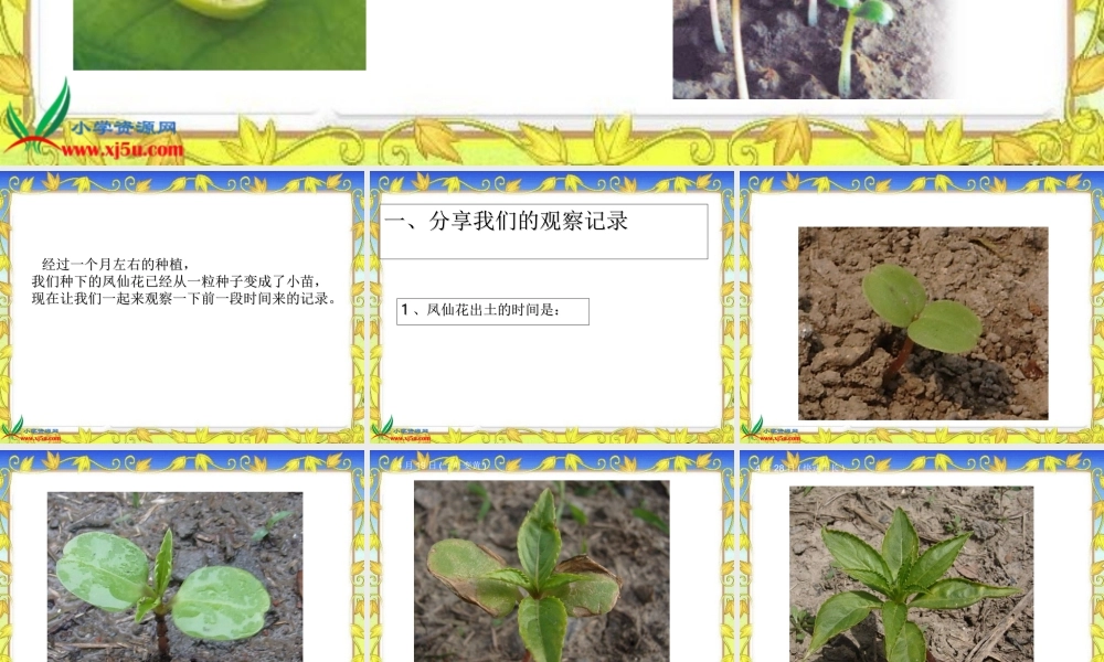 教科小学科学三下《1.4.种子变成了幼苗》PPT课件(3)【加微信公众号 jiaoxuewuyou 九折优惠 qq 1119139686】.ppt