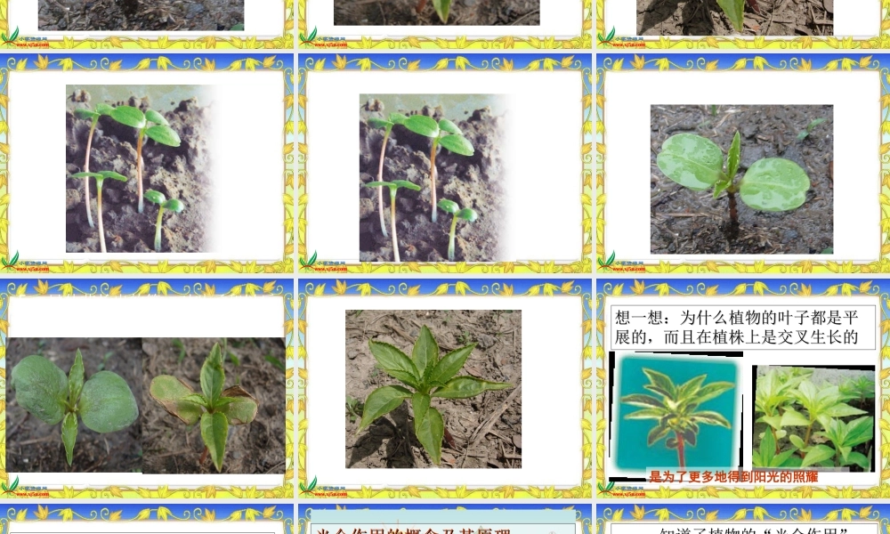 教科小学科学三下《1.4.种子变成了幼苗》PPT课件(3)【加微信公众号 jiaoxuewuyou 九折优惠 qq 1119139686】.ppt