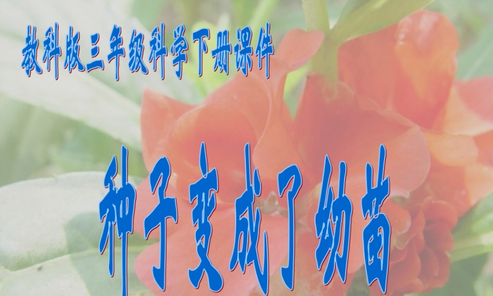 教科小学科学三下《1.4.种子变成了幼苗》PPT课件(1)【加微信公众号 jiaoxuewuyou 九折优惠 qq 1119139686】.ppt