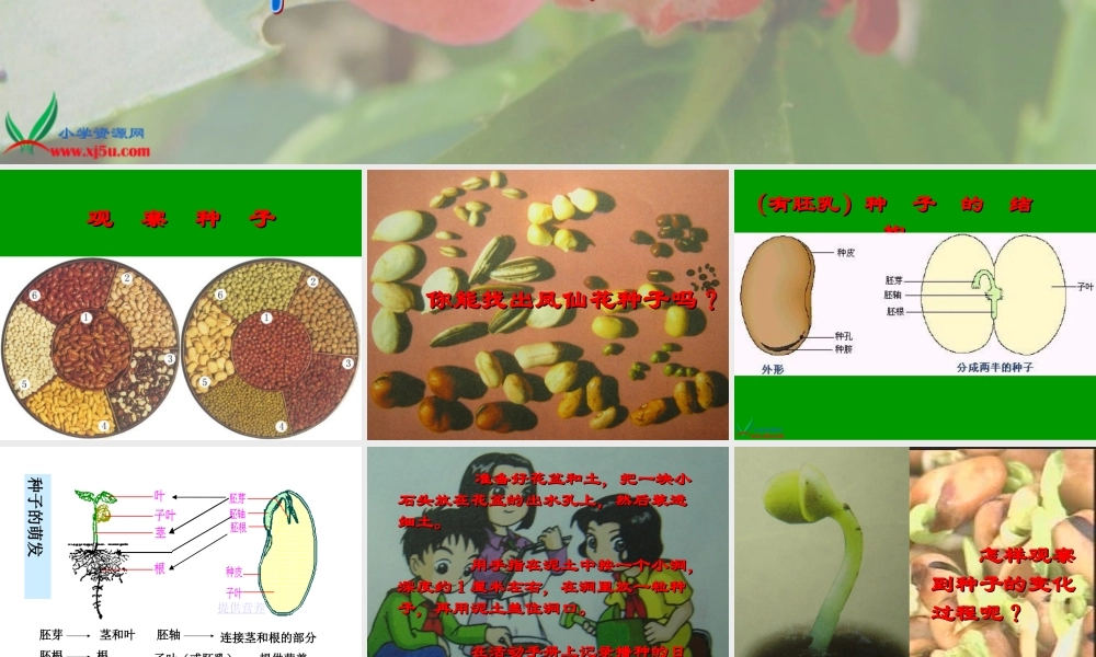 教科小学科学三下《1.4.种子变成了幼苗》PPT课件(1)【加微信公众号 jiaoxuewuyou 九折优惠 qq 1119139686】.ppt